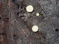 Hymenoscyphus immutabilis