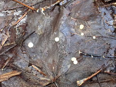 Hymenoscyphus immutabilis