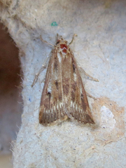 Occidentalia comptulatalis