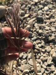 Bromus madritensis madritensis