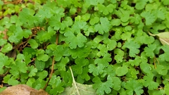 Geranium lucidum