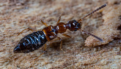 Apocellus sphaericollis