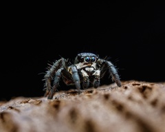 Stenaelurillus albus