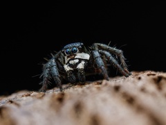 Stenaelurillus albus