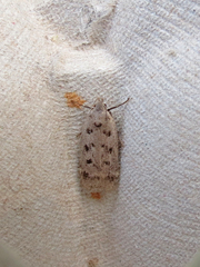 Anacampsis innocuella