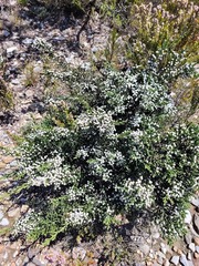Brunia microphylla