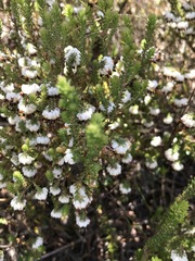 Erica cumuliflora