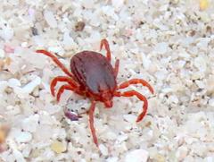 Rhipicephalus appendiculatus