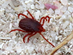 Rhipicephalus appendiculatus