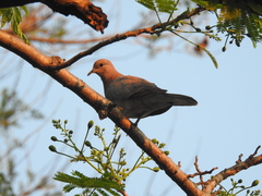 Streptopelia senegalensis