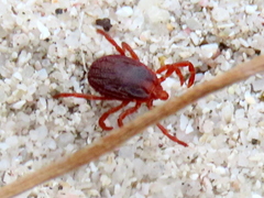 Rhipicephalus appendiculatus