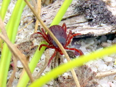 Rhipicephalus appendiculatus
