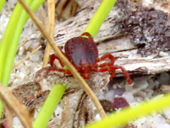 Rhipicephalus appendiculatus
