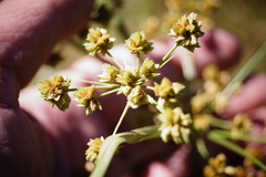 Cyperus pseudovegetus
