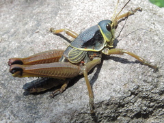 Brachystola behrensii