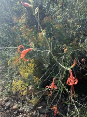 Anisacanthus linearis
