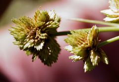 Cyperus pseudovegetus