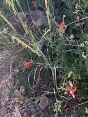Anisacanthus linearis