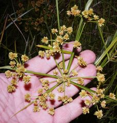 Cyperus pseudovegetus