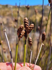 Nevillea obtusissima