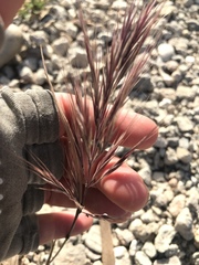 Bromus madritensis madritensis