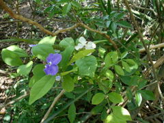Brunfelsia australis
