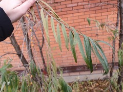 Hippophae