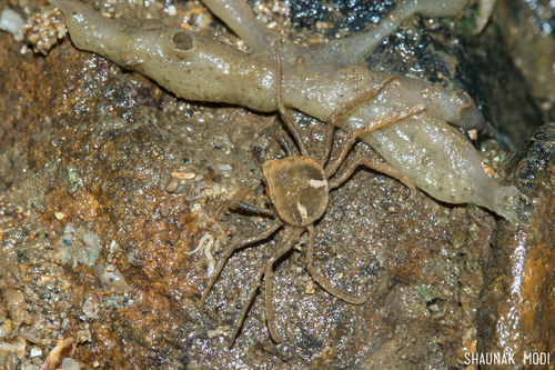 Elamena cristatipes