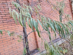 Hippophae