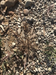 Bromus madritensis madritensis