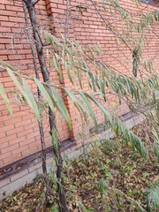 Hippophae