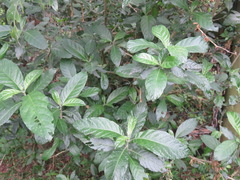 Metarungia longistrobus