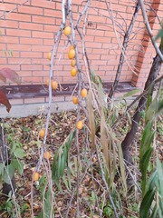 Hippophae