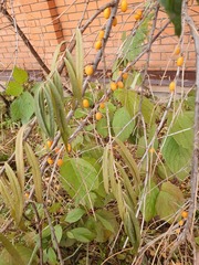 Hippophae