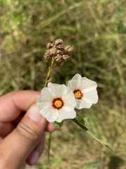 Sida linifolia