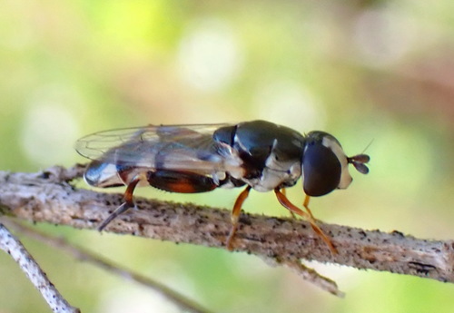 Peg-legged Compost Fly photo 6