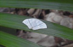 Epiplema albipennaria