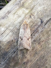 Agrochola blidaensis