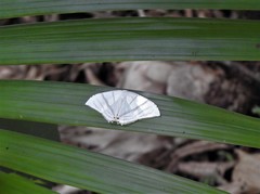 Epiplema albipennaria