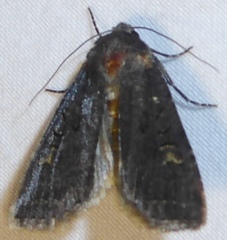 Apamea impulsa
