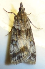 Eudonia torniplagalis