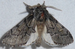 Paraeschra tortuosa