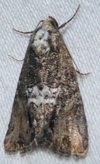 Bryolymnia semifascia