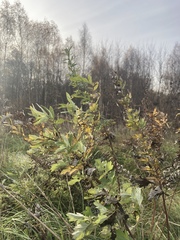 Artemisia vulgaris