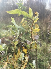 Artemisia vulgaris
