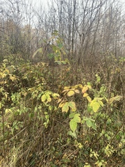 Rubus idaeus