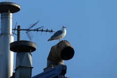 Larus michahellis