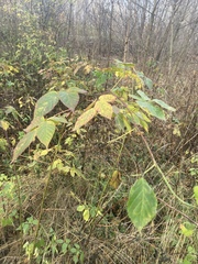 Rubus idaeus