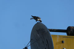 Corvus cornix