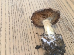 Cortinarius phalarus